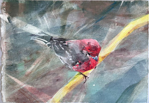 Amy Dobrian: "House Finch #3" Framed Monotype