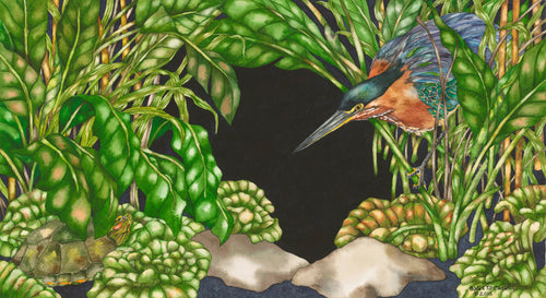 Barbara Weets: Little Green Heron