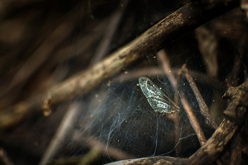 Hallie Bear:  Cobweb Wing 8x10