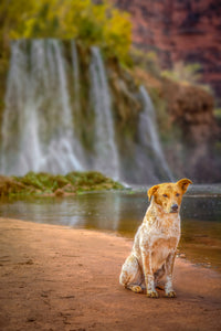 Hallie Bear:  Dog Waterfall 8x12